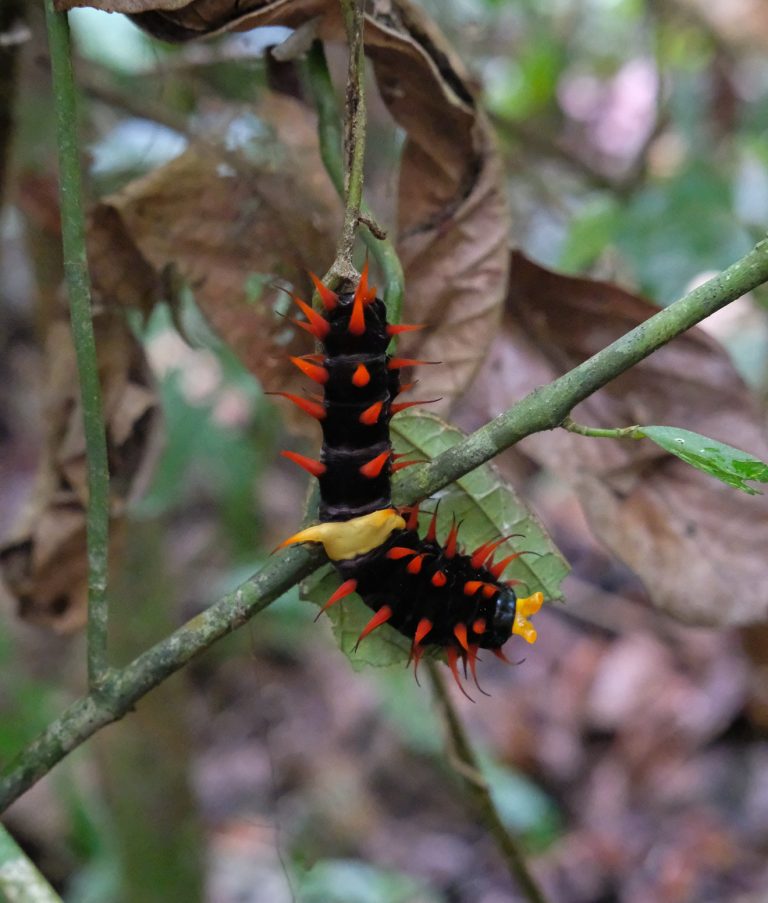 SBBT Patron explores vital site for Queen Alexandra’s Birdwing - SBBT