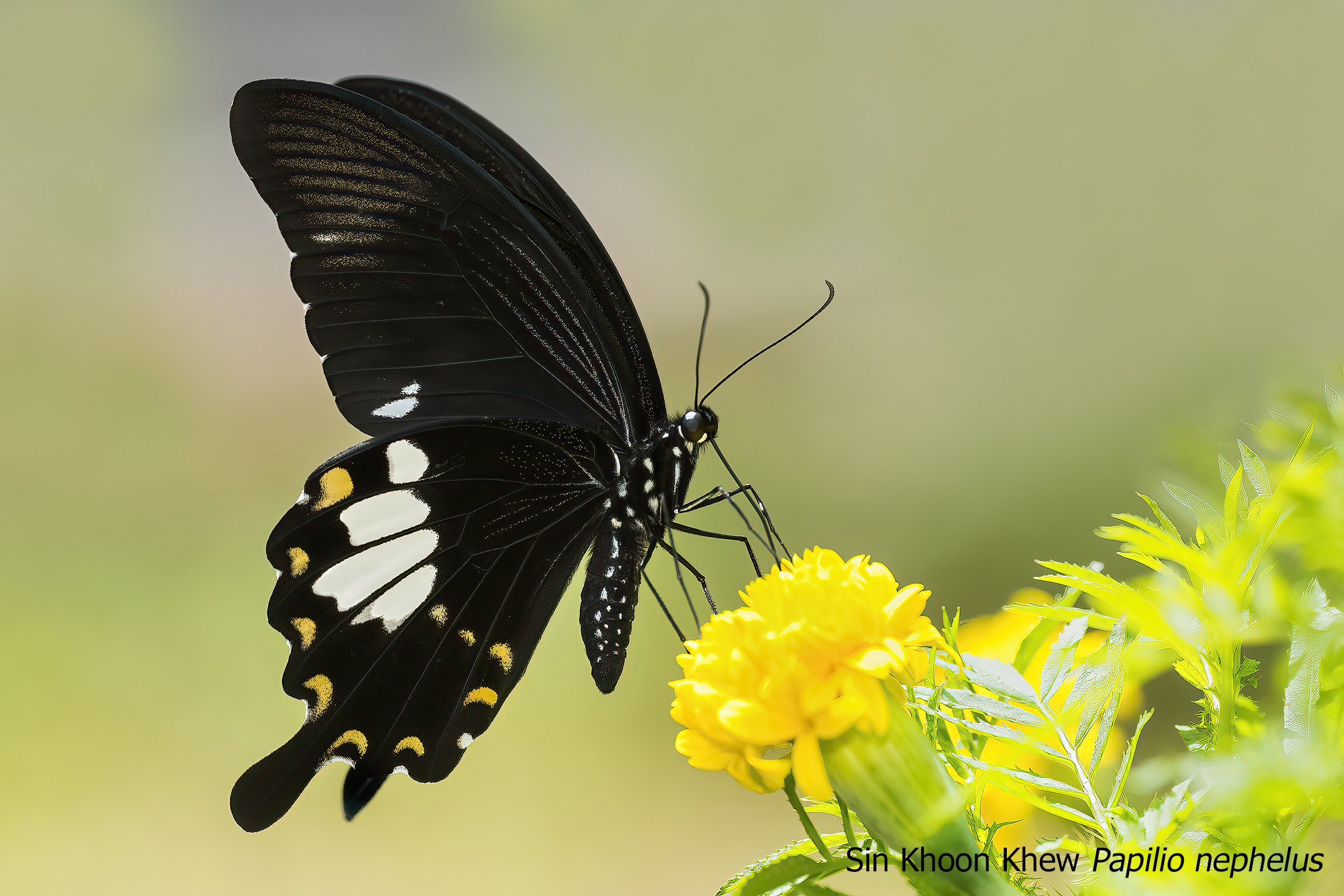 sin khoon khew papilio nephelus sbbt