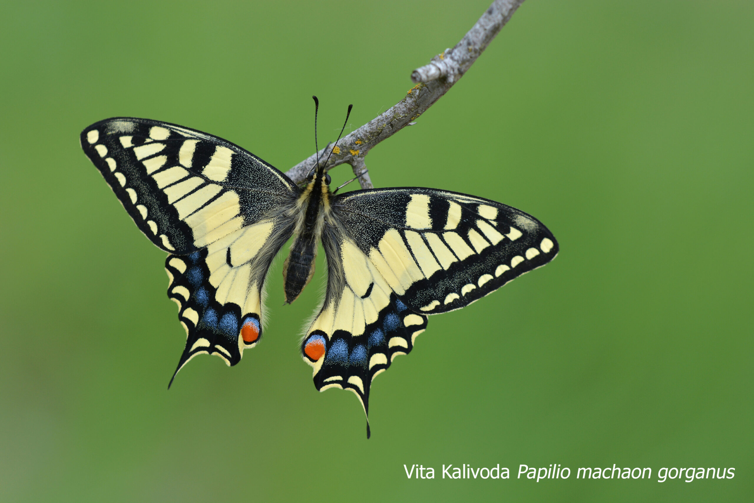 vita kalivoda papilio machaon gorganus sbbt
