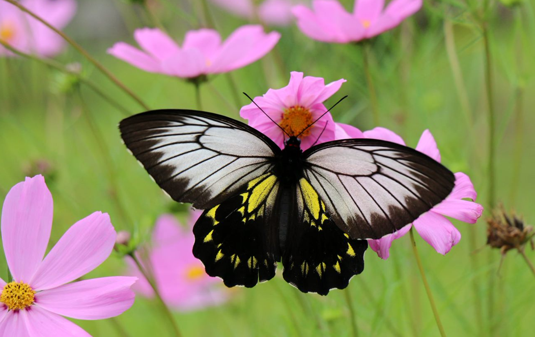 A Kinabalu Birdwing butterfly on a flower.