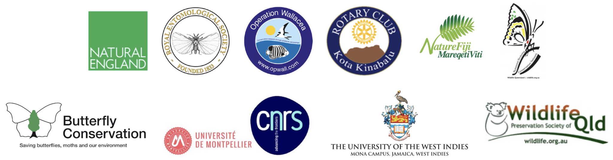 Luzon Peacock Swallowtail: Papilio chikae - SBBT