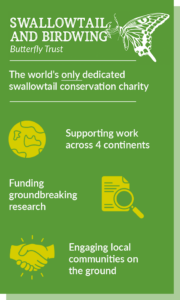 Luzon Peacock Swallowtail: Papilio chikae - SBBT