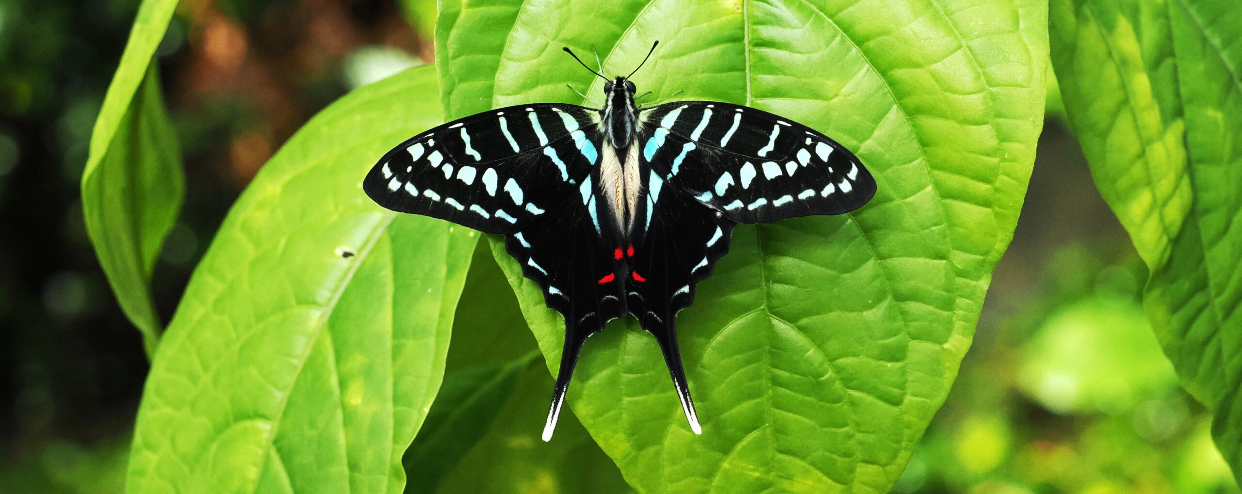 World Swallowtail Day – 14th June 2026