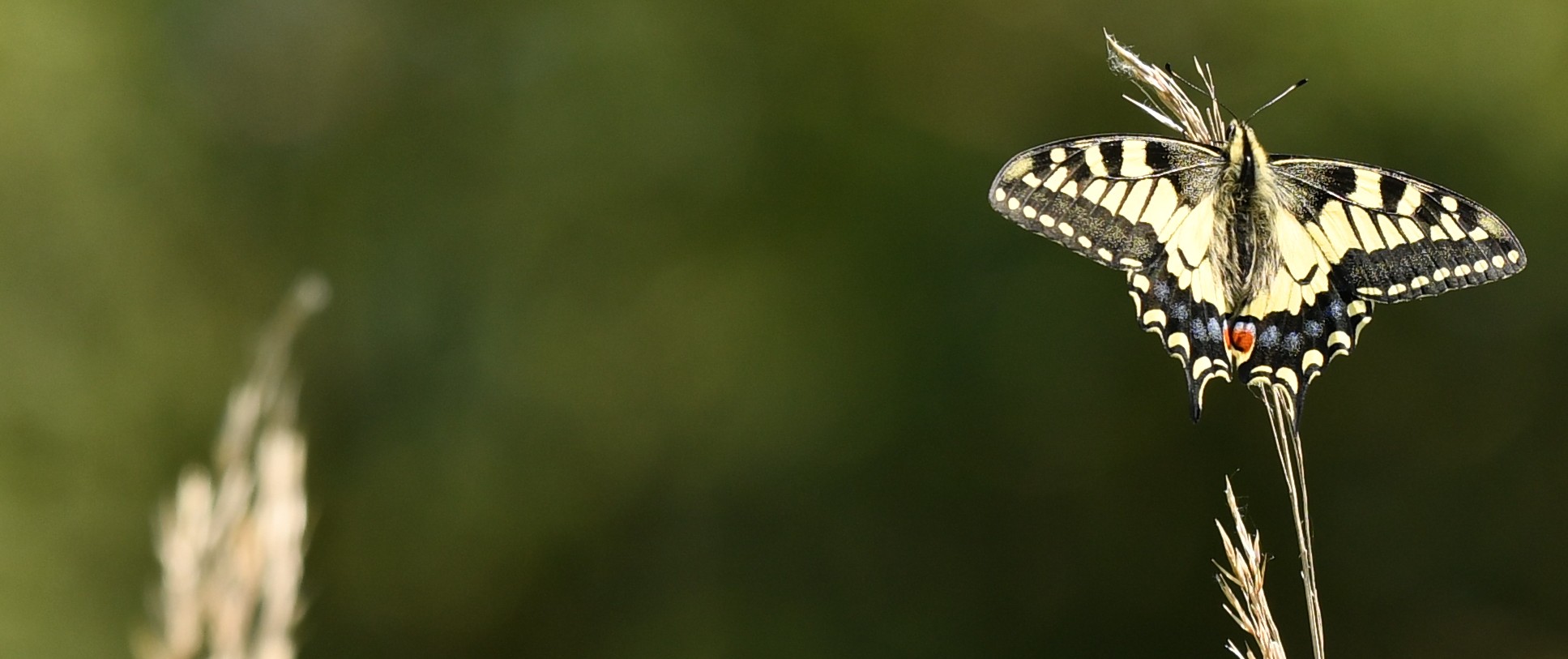 Whole genome study of the British Swallowtail (Papilio machaon britannicus) completed for the first time.